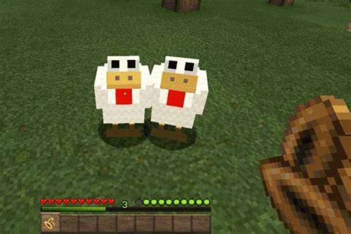 What do you feed chickens in minecraft