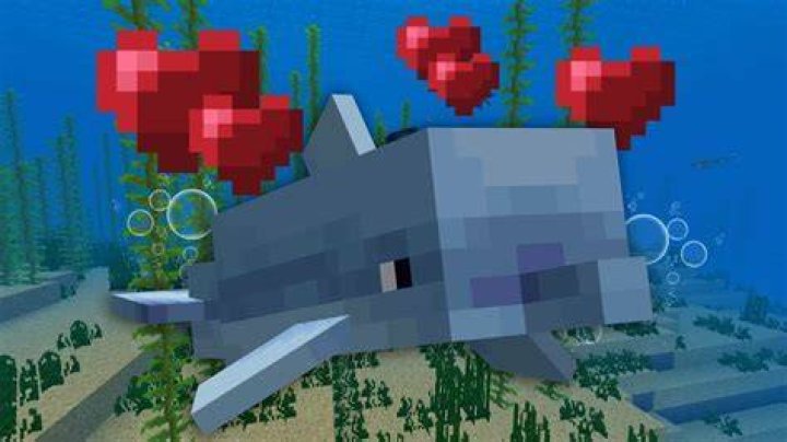 What do you feed dolphins in minecraft