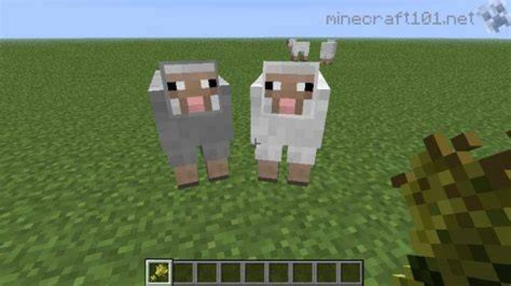 What do you feed sheep in minecraft