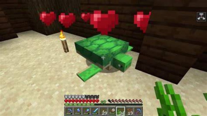 What do you feed turtles in minecraft