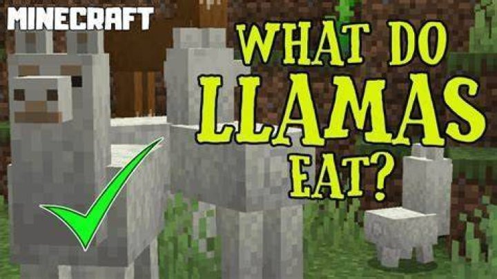 What does a llama eat in minecraft