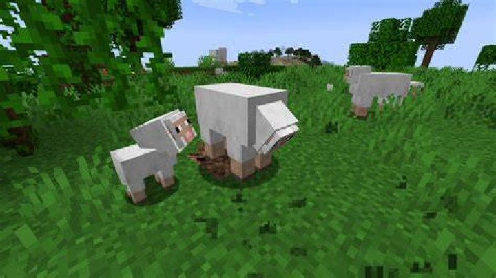 What does a sheep eat in minecraft