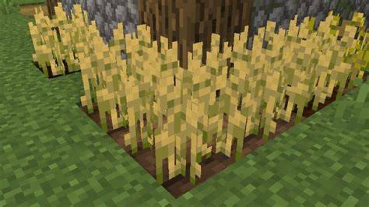 What does wheat look like in minecraft