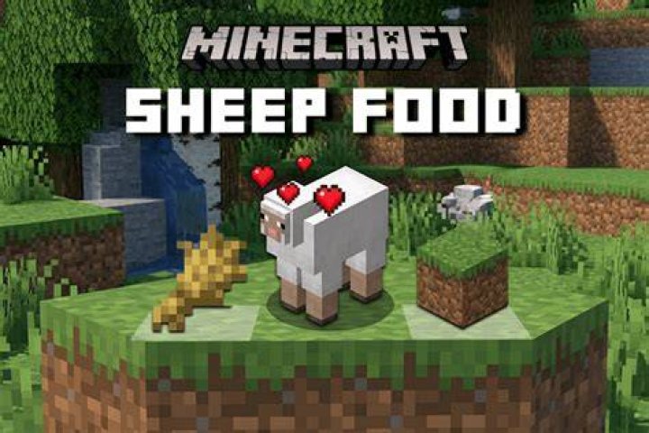 What food do sheep eat in minecraft