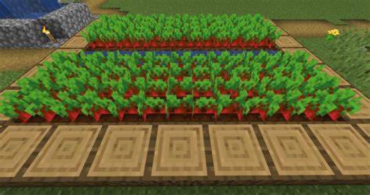 What is beetroot used for in minecraft