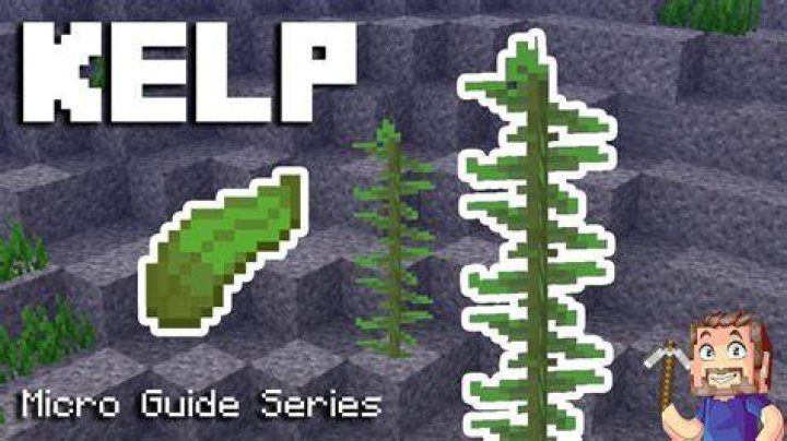 What to do with kelp in minecraft