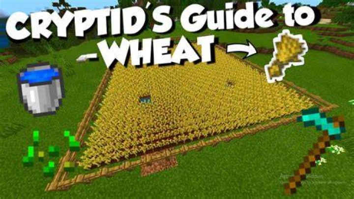 What to do with wheat in minecraft