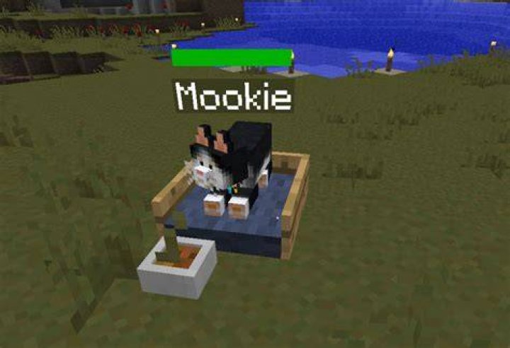 What to feed cat in minecraft