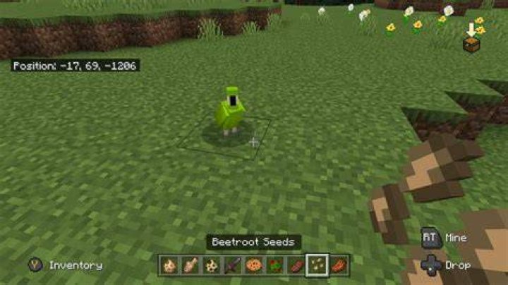 What to feed parrots in minecraft