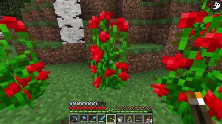 Where to find roses in minecraft