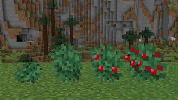Where to find sweet berries in minecraft