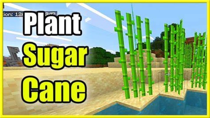 Where to get sugar cane in minecraft